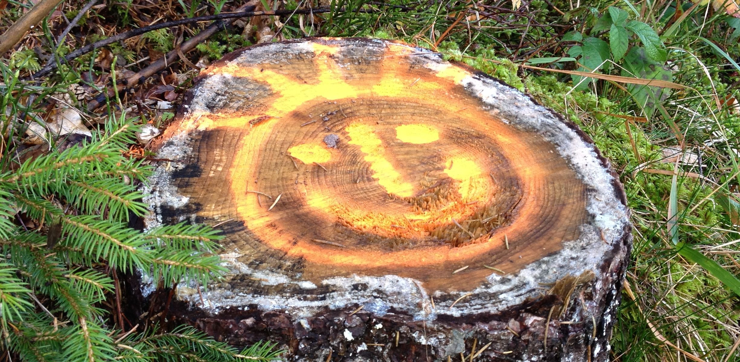 Gesprayter Smiley auf einem Baumstamm: Freundlich